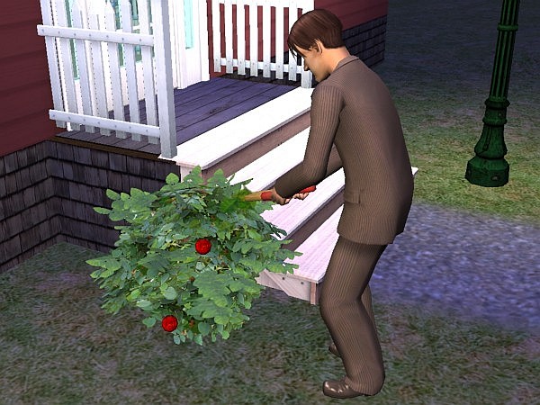 Rian trims the rose bushes